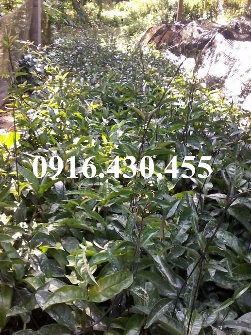 Cây giống ba kích tím